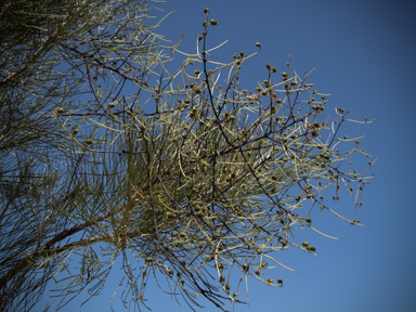 APII jpeg image of Grevillea pyramidalis  © contact APII