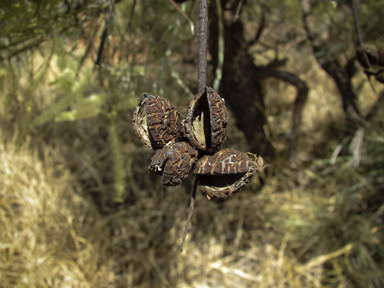 APII jpeg image of Grevillea pyramidalis  © contact APII