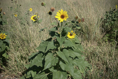 APII jpeg image of Helianthus annuus  © contact APII