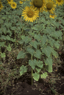 APII jpeg image of Helianthus annuus  © contact APII