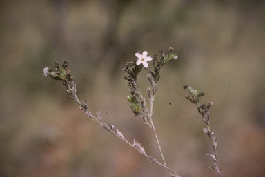 APII jpeg image of Euploca paniculata  © contact APII