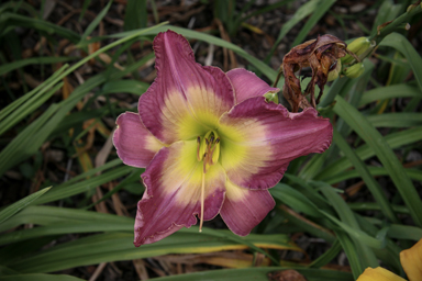 APII jpeg image of Hemerocallis  © contact APII