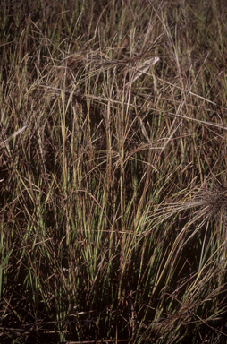 APII jpeg image of Heteropogon contortus  © contact APII