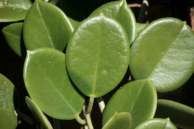 APII jpeg image of Hoya australis subsp. sanae  © contact APII