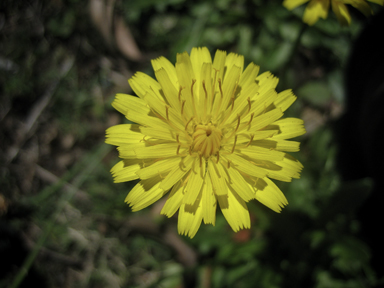 APII jpeg image of Hypochaeris radicata  © contact APII