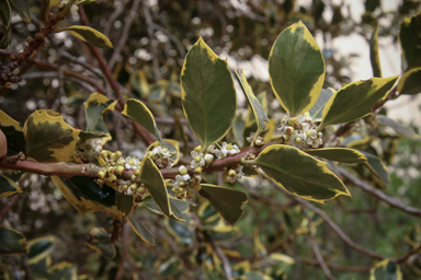 APII jpeg image of Ilex aquifolium  © contact APII