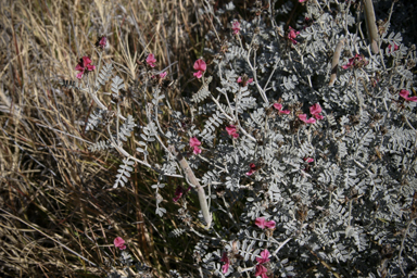 APII jpeg image of Indigofera leucotricha  © contact APII