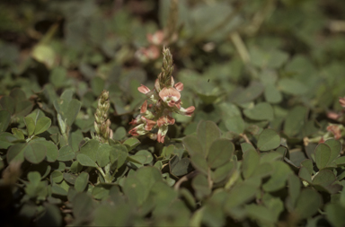 APII jpeg image of Indigofera spicata  © contact APII