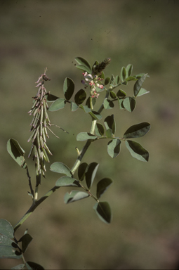 APII jpeg image of Indigofera spicata  © contact APII