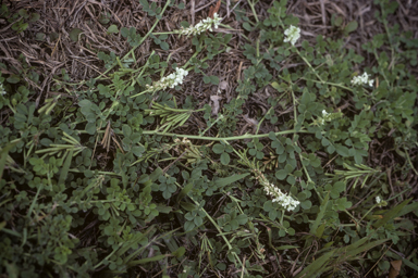 APII jpeg image of Indigofera spicata  © contact APII