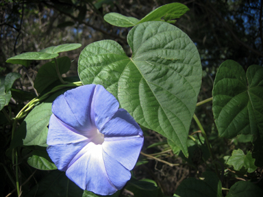 APII jpeg image of Ipomoea indica  © contact APII