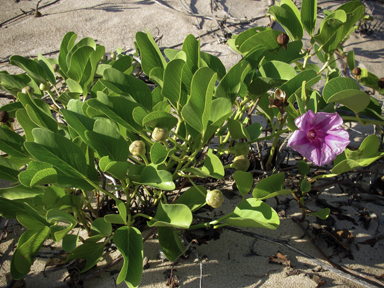 APII jpeg image of Ipomoea pes-caprae  © contact APII