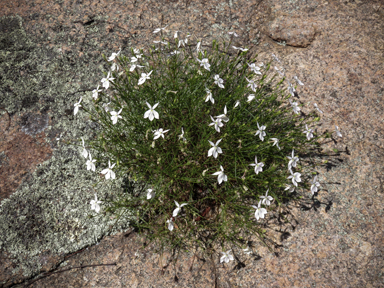 APII jpeg image of Isotoma axillaris  © contact APII