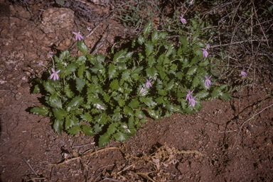 APII jpeg image of Isotoma petraea  © contact APII