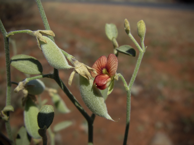 APII jpeg image of Isotropis atropurpurea  © contact APII