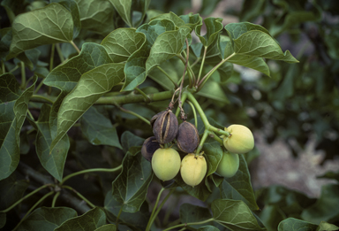 APII jpeg image of Jatropha curcas  © contact APII