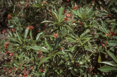 APII jpeg image of Jatropha integerrima  © contact APII