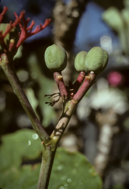 APII jpeg image of Jatropha podagrica  © contact APII