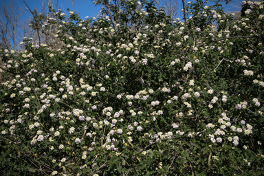 APII jpeg image of Lantana camara  © contact APII