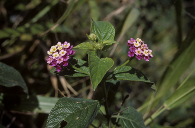 APII jpeg image of Lantana camara  © contact APII