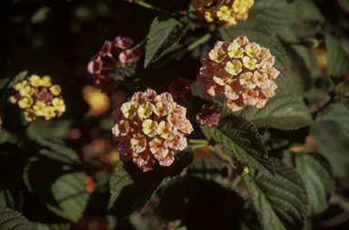 APII jpeg image of Lantana camara  © contact APII