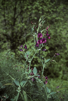 APII jpeg image of Lathyrus tingitanus  © contact APII