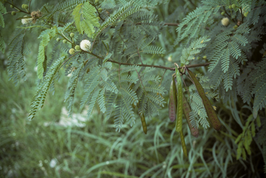 APII jpeg image of Leucaena leucocephala  © contact APII