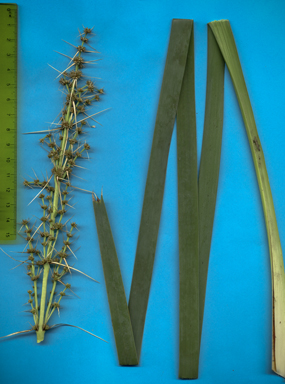 APII jpeg image of Lomandra longifolia  © contact APII