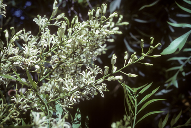 APII jpeg image of Lomatia silaifolia  © contact APII