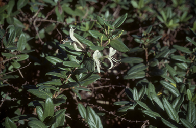 APII jpeg image of Lonicera japonica  © contact APII