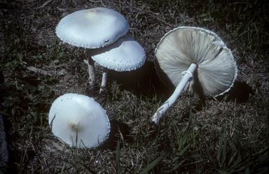 APII jpeg image of Macrolepiota dolichaula  © contact APII