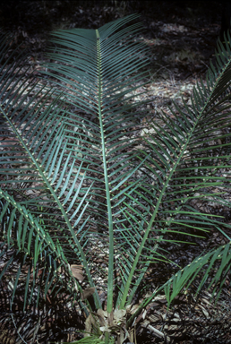 APII jpeg image of Macrozamia communis  © contact APII