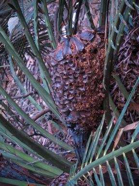 APII jpeg image of Macrozamia communis  © contact APII