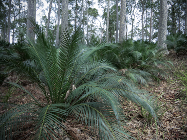 APII jpeg image of Macrozamia communis  © contact APII