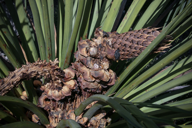 APII jpeg image of Macrozamia dyeri  © contact APII