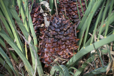 APII jpeg image of Macrozamia fraseri  © contact APII