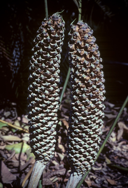 APII jpeg image of Macrozamia lucida  © contact APII