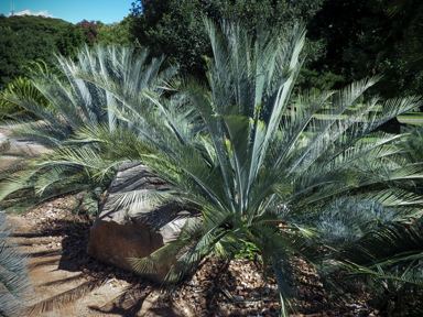 APII jpeg image of Macrozamia macdonnellii  © contact APII