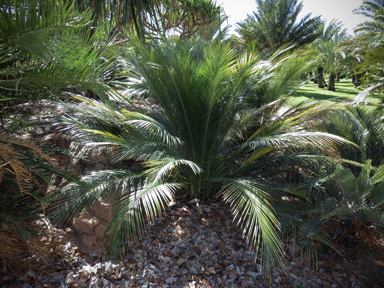 APII jpeg image of Macrozamia miquelii  © contact APII