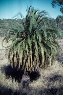 APII jpeg image of Macrozamia moorei  © contact APII