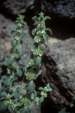 APII jpeg image of Marrubium vulgare  © contact APII