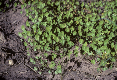 APII jpeg image of Marsilea drummondii  © contact APII