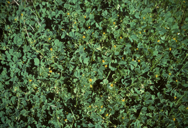 APII jpeg image of Medicago polymorpha  © contact APII