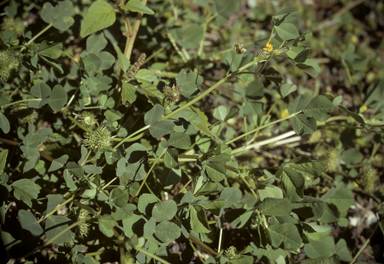 APII jpeg image of Medicago polymorpha  © contact APII