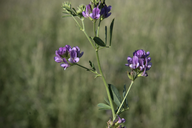 APII jpeg image of Medicago sativa  © contact APII