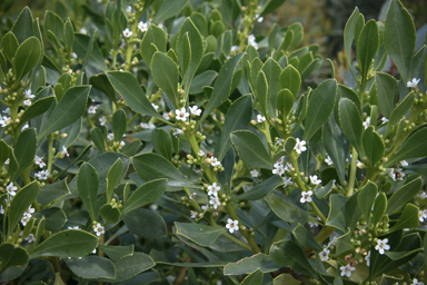 APII jpeg image of Myoporum insulare  © contact APII