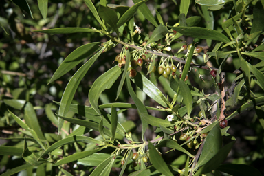 APII jpeg image of Myoporum montanum  © contact APII