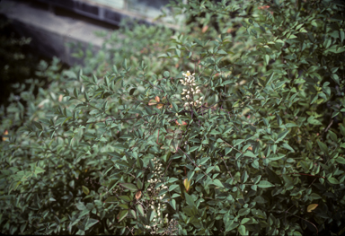 APII jpeg image of Nandina domestica  © contact APII