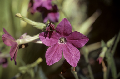 APII jpeg image of Nicotiana  © contact APII