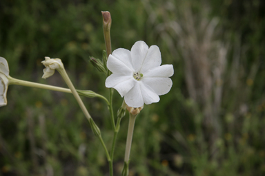 APII jpeg image of Nicotiana megalosiphon  © contact APII